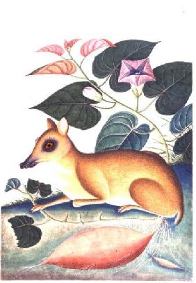 Study of a Mouse Deer by a Flowering Sweet Potato Plant, Company School c.1805  gu