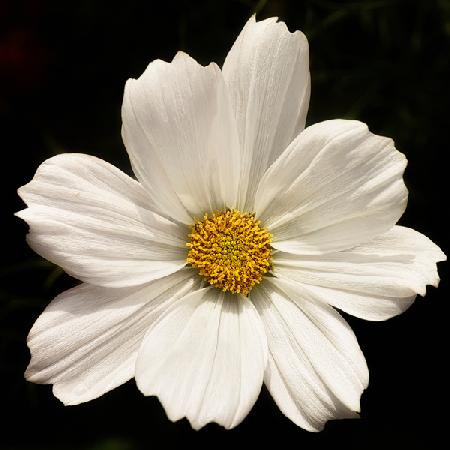 White Cosmos Flower 2020