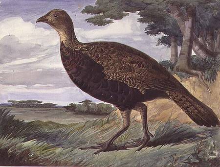 Pheasant and Greyhen Hybrid von Anthony Frederick Augustus Sandys