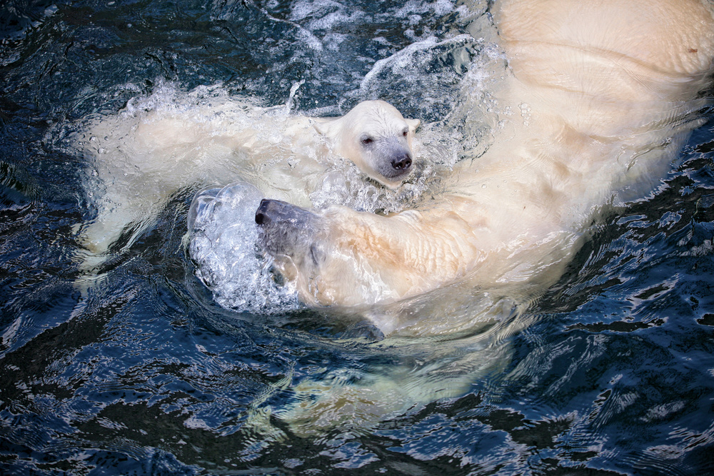 IHRE NIEDLICHKEIT,mit Mama schwimmen von Antje Wenner-Braun