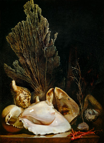 Still Life of Shells and Coral von Antoine Berjon