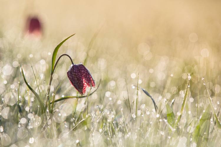 Morningdew von Anton Van Dongen