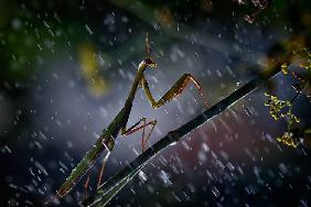 Mantis in the rain