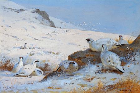 Alpenschneehühner 1902