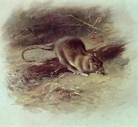 Brown Rat (Rattus norvegicus) 1918 (coloured engraving) 1802