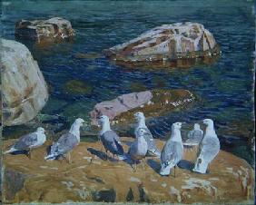 Seagulls 1910