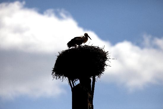 Storch in Mecklenburg-Vorpommern von Arno Burgi