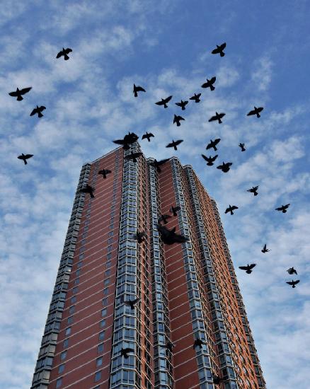 Vögel über Manhattan New York