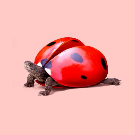 Marienkäferschildkröte