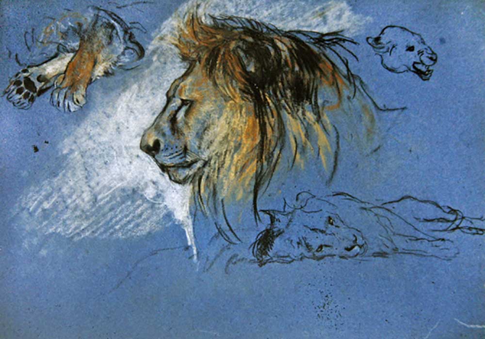 Studie eines Löwen, um 1905 von Arthur Wardle