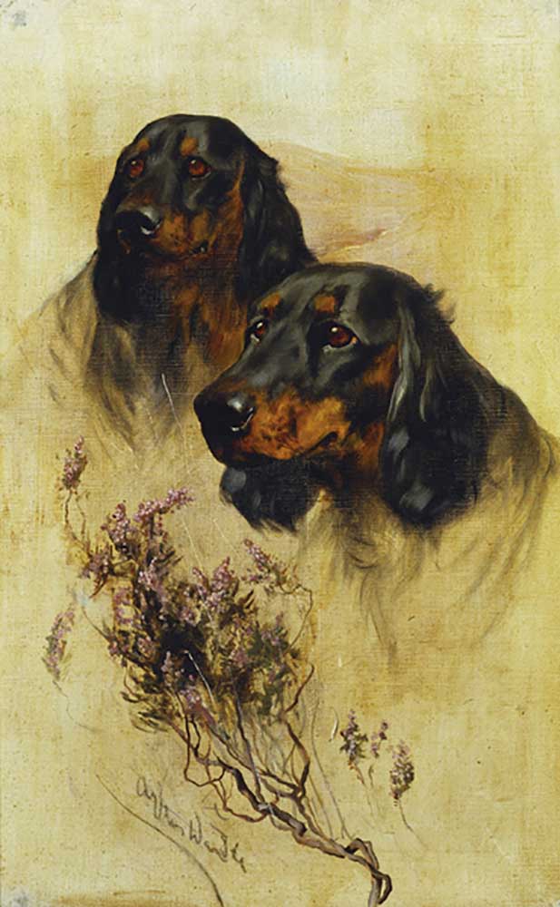 Zwei Gordon Setter von Arthur Wardle