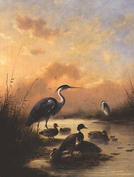 A family of Mallard and two Herons (pair of 77887) von Augustus Knip
