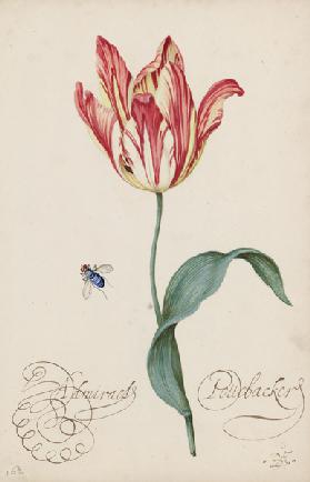Studie einer Tulpe und einer Fliege 1620-29