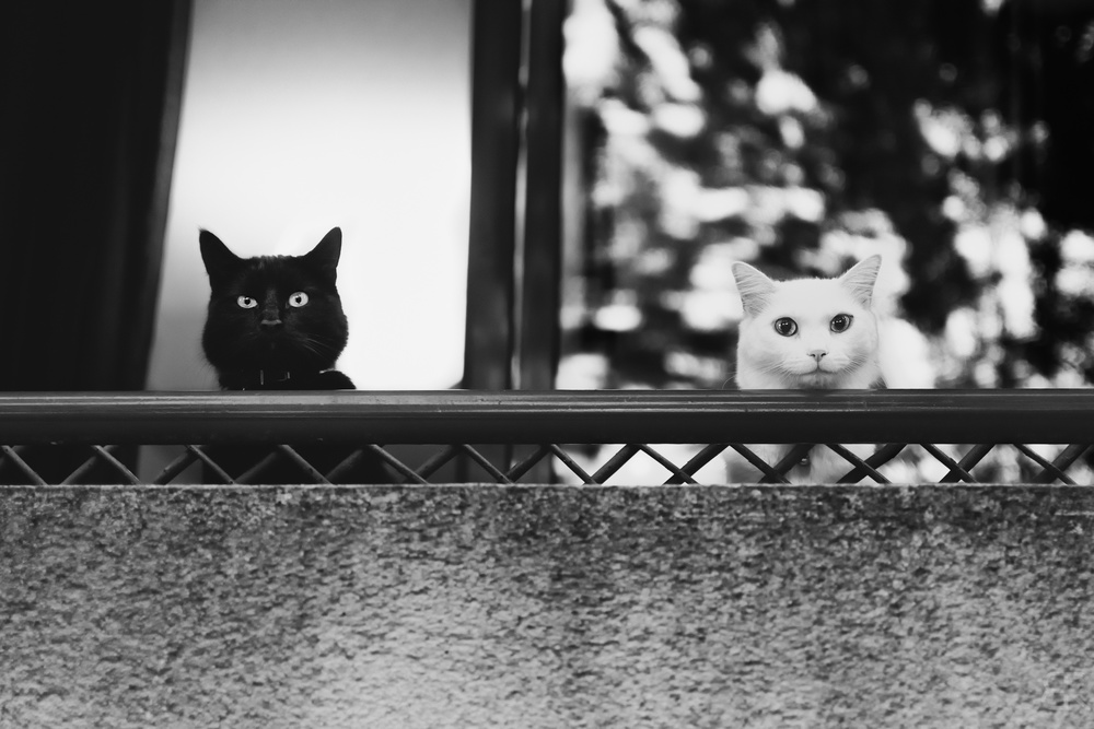 Zwei Katzen auf dem Balkon von Baptiste RIVIERE