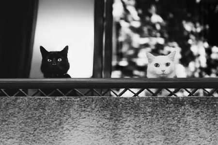 Zwei Katzen auf dem Balkon