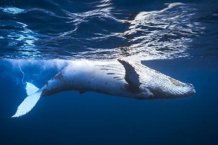 Auf der Wasseroberfläche: ein Buckelwal