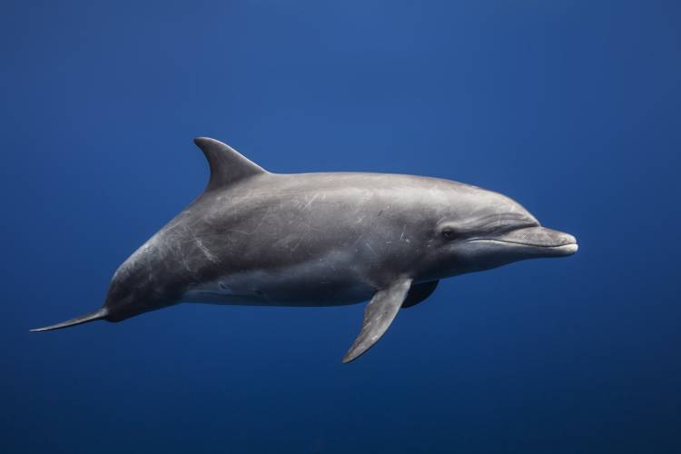 Dolphin von Barathieu Gabriel