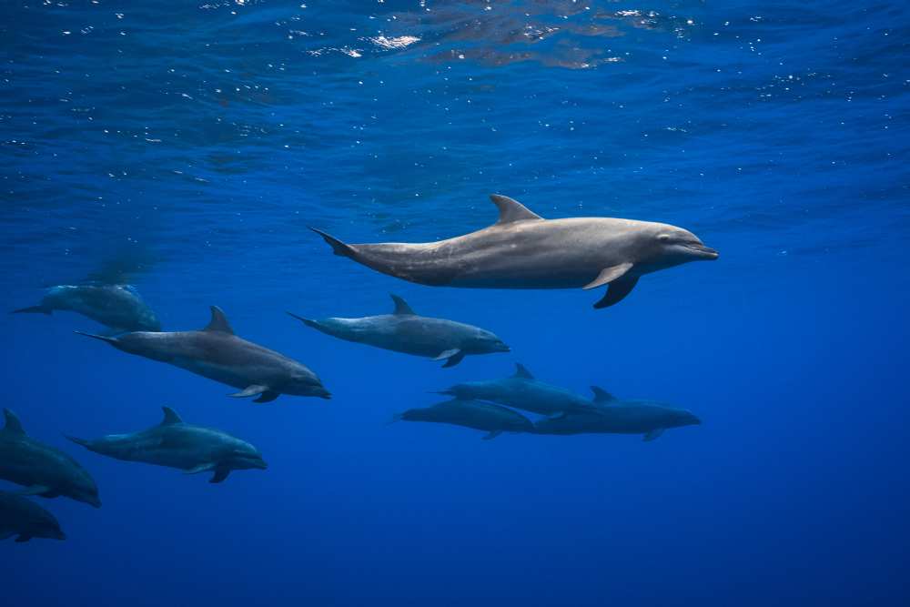 Dolphins von Barathieu Gabriel