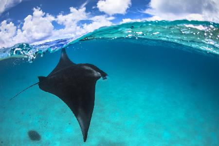 Ein Riffmantarochen in Mayotte