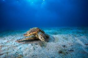 Green turtle in the blue