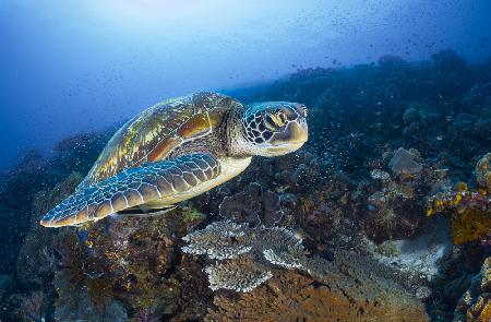 Grüne Meeresschildkröte aus Raja Ampat