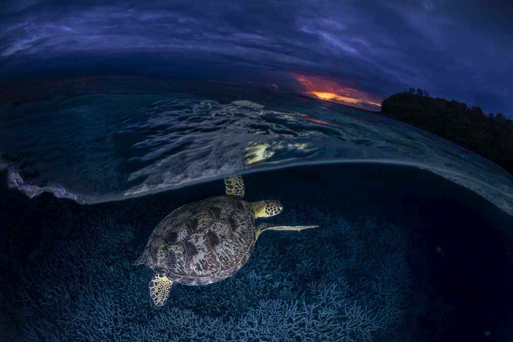 Grüne Schildkröte bei Sonnenuntergang von Barathieu Gabriel