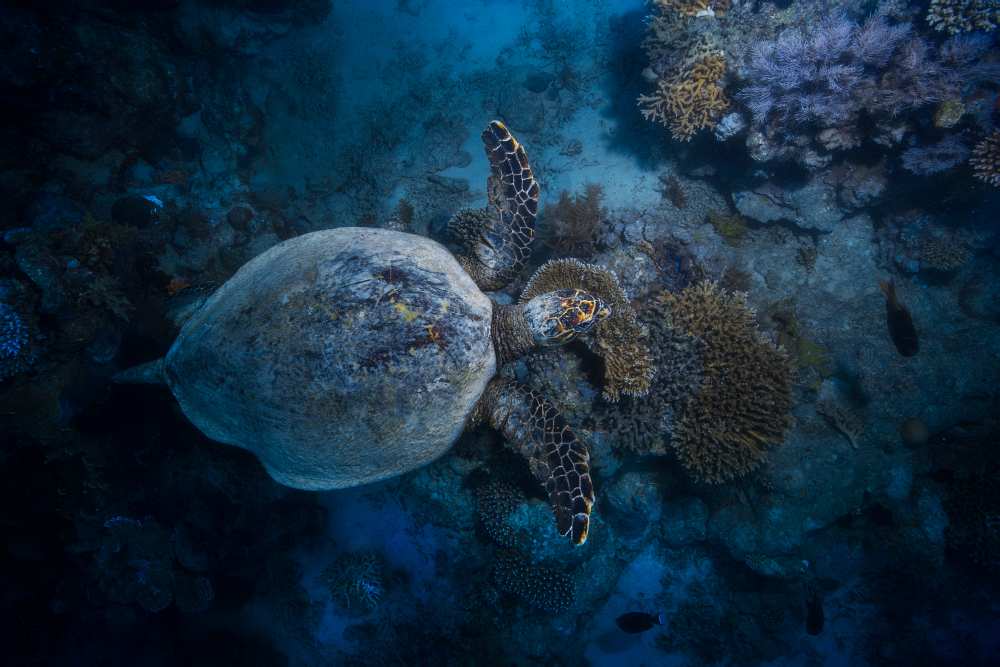 Hawksbill sea turtle von Barathieu Gabriel