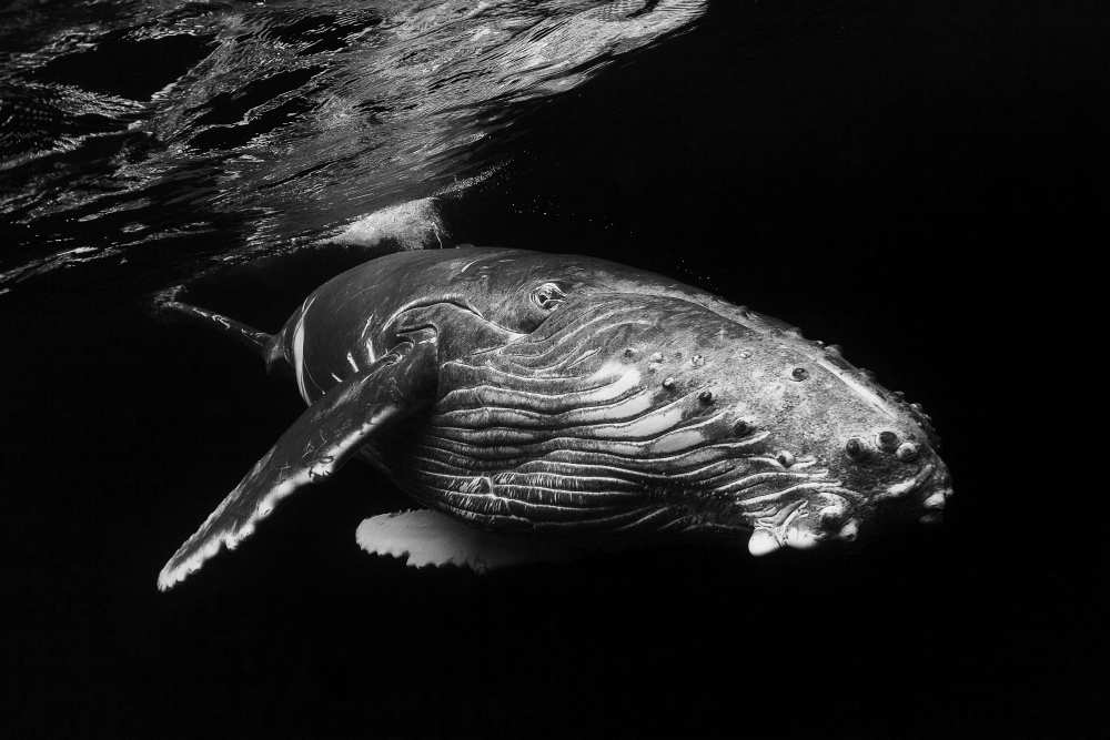 Humpback Whale calf von Barathieu Gabriel