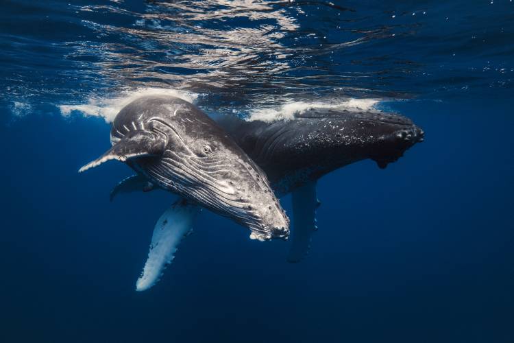 Humpback Whale family! von Barathieu Gabriel