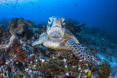 Von Angesicht zu Angesicht mit einer grünen Schildkröte