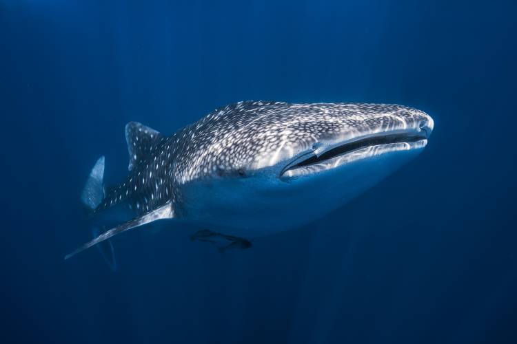 Whale Shark von Barathieu Gabriel