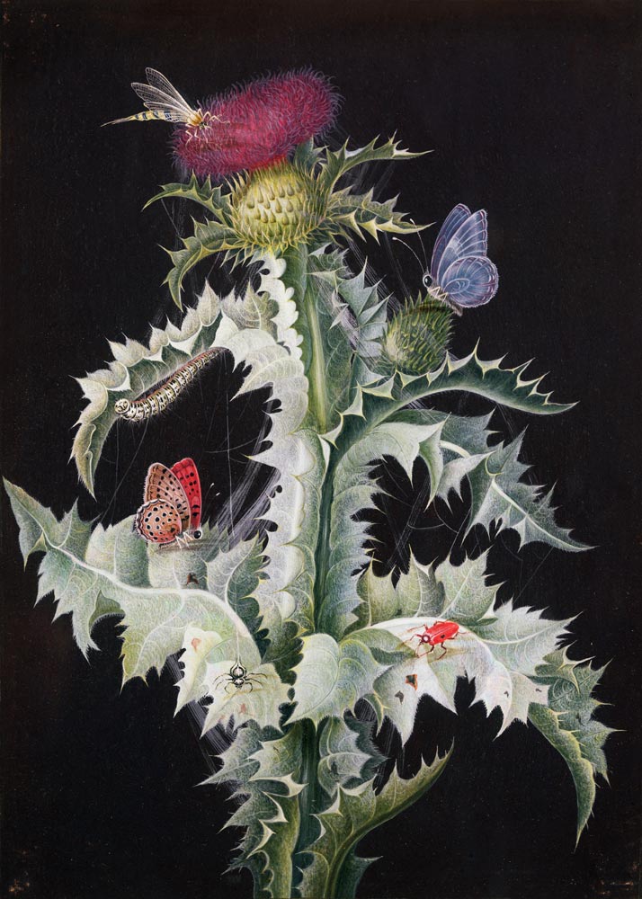 A Study of a Thistle with Insects von Barbara Regina Dietzsch