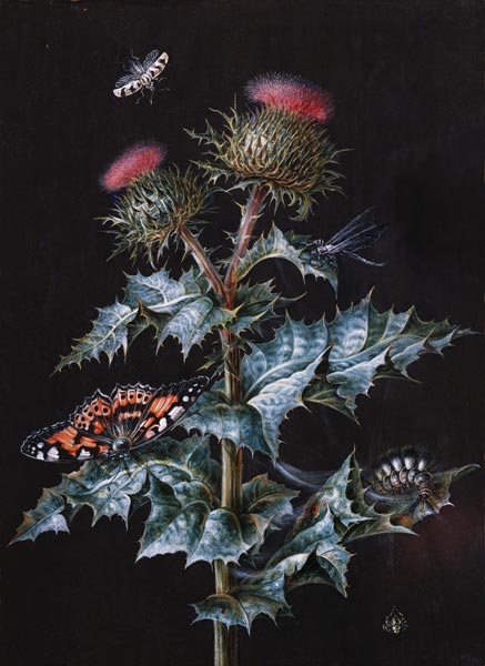 A Study of a Thistle with Insects (gouache) von Barbara Regina Dietzsch