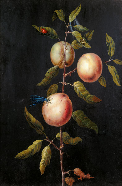 Zweig eines Birnbaum von Barbara Regina Dietzsch