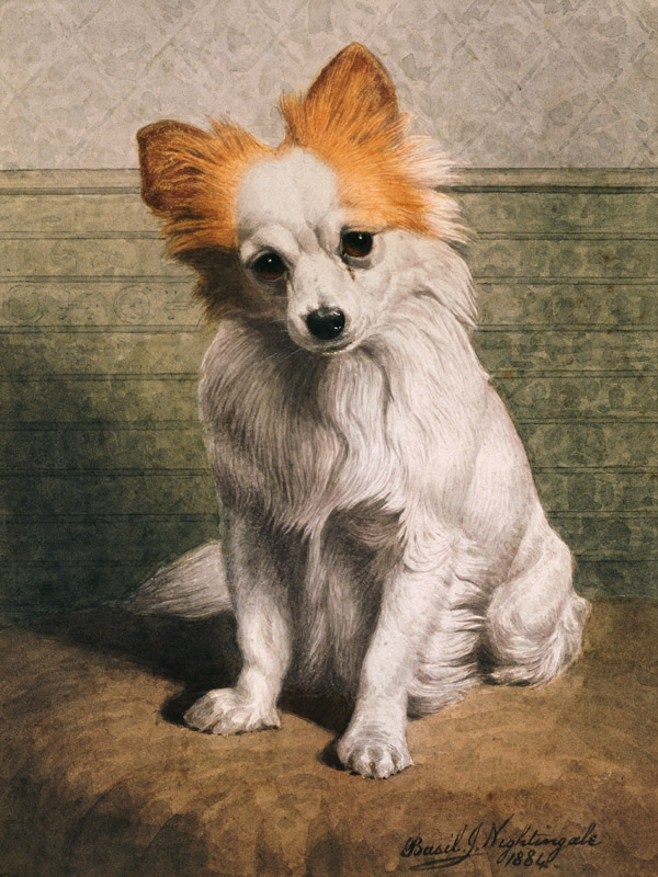 Toy Dog, 1884 (w/c)  von Basil J. Nightingale