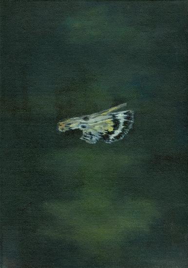 Moth Wing 2014