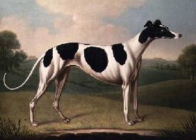 Greyhound 1800