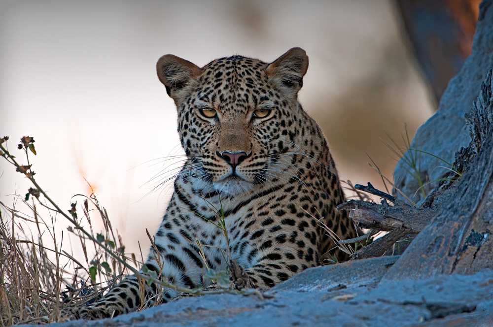 Leopard,Okavangodelta von Benton Murphy
