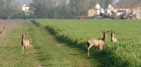 Rehe auf einem Feld