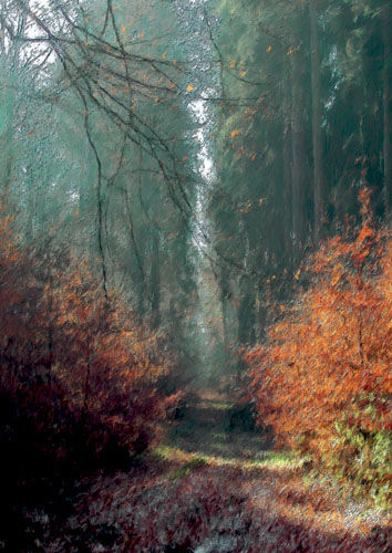 Herbst im Sachsenwald bei Hamburg 2 von Bernd Wieczorek