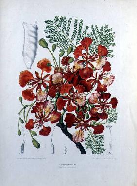 Poinciana Regia, illustration from 'Fleurs, Fruits et Feuillages Choises de la Flore et de la Pomone 1885