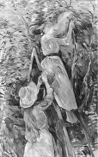 Picking cherries, 1891 (see also 18907) von Berthe Morisot