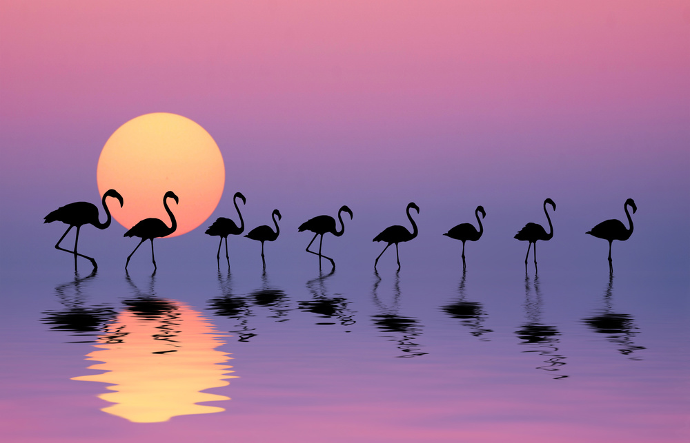 Familie Flamingos von Bess Hamiti