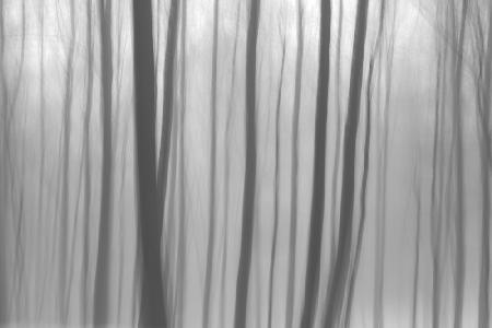 Bäume im Wald 8