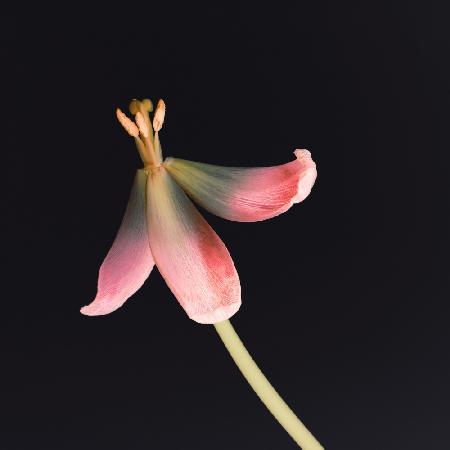 Getrocknete Tulpe 2 Instagram-Blume
