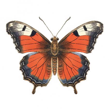 Schmetterling 49
