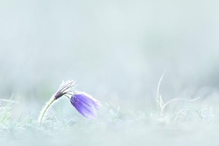 Nahaufnahme einer violetten Blume auf dem Feld