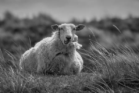 Glückliche Schafe ruhen in den Dünen