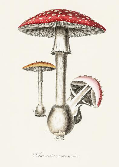 Amanita Muscaria Illustration. Medizinische Botanik 1836