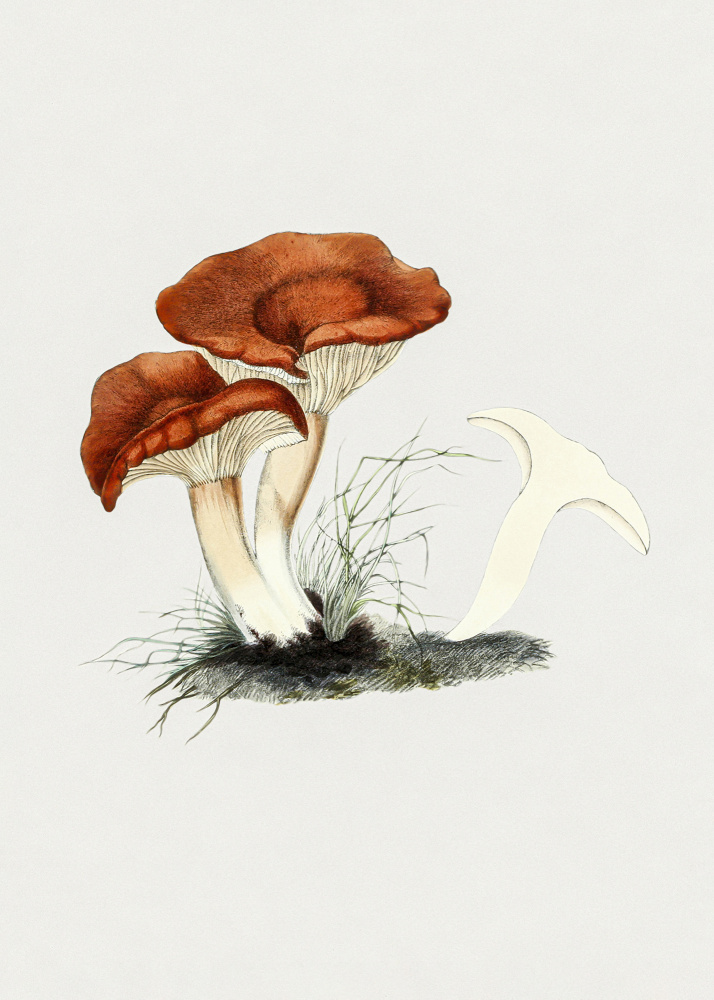 Handgezeichneter Rufous Milkcap-Pilz von Botanik